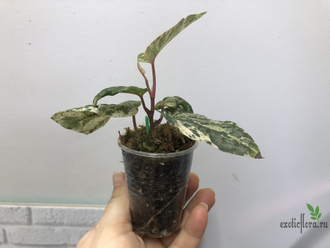 Перчик Сильватикум вариегатный / Piper Sylvaticum variegated