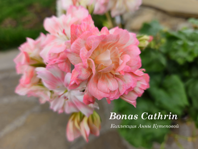 Пеларгония Bonas Cathrin