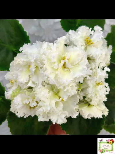 АВ-Легенда о Золотой Луне (Фиалковод) 2023 г.