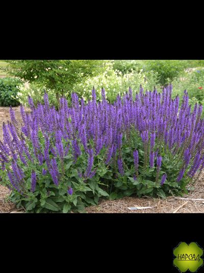 ШАЛФЕЙ ДУБРАВНЫЙ &quot;ВИОЛЕТ БЛЮ&quot;