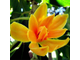 Цветочный воск Магнолия чампака (Michelia champaca) 10г