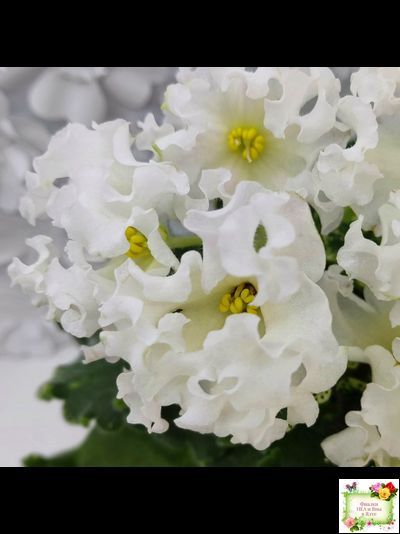 Dn-Macabeo (Д. Денисенко) 2019 г. (укоренённый лист)