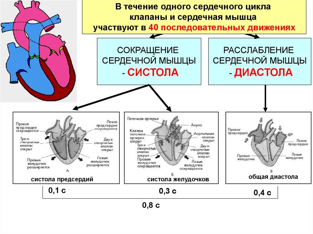 Пассивное наполнение сердца кровью фаза сердечного. Систола желудочков фаза напряжения. Строение сердца систола диастола. Систола желудочков предсердий и диастола. Сердечный цикл биология 8 класс схема.