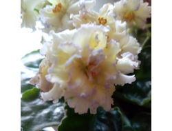 11) ЛЕ-Золото Нибелунгов