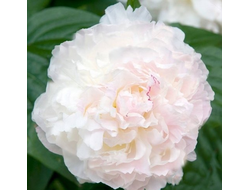 Пион Алиса Хардинг (Alice Harding), ОКС