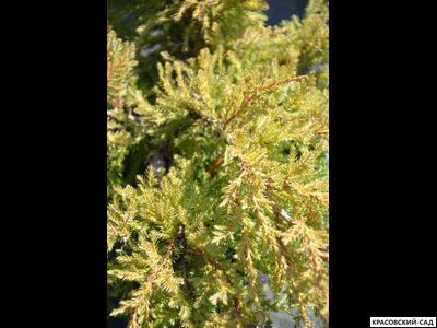 Можжевельник Голдкиссен - Gold Kissen