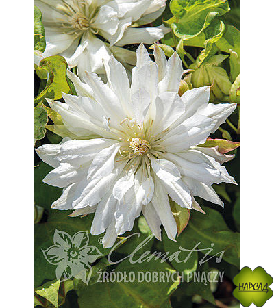 Клематис 'Yukiokoshi' (Юкиокоши) (саженцы 3 года)