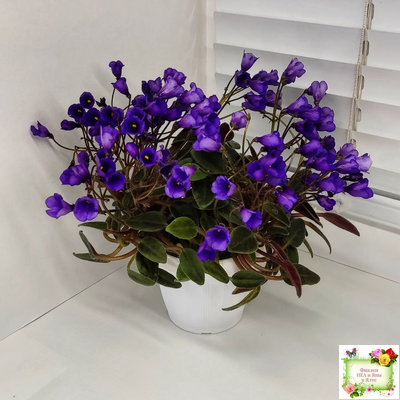 Vallarta Campanas Moradas (G.Beck) трейлер