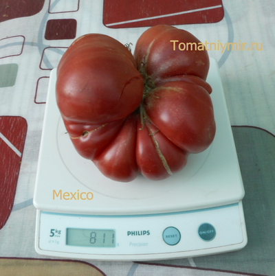 Томат Мехико (Mexico, Мексиканец)