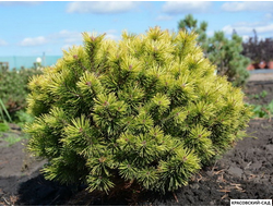 Сосна Офир - Ophir