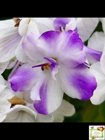 LV-Яночка (Л. Шевелева) 2023 г. трейлер (клакамас с кроновой пестролистностью)