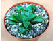 Haworthia Retusa