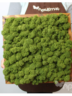 ЖИВАЯ ЭКО-КАРТИНА 1062