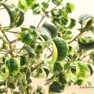 Ficus Benjamina Iren / фикус Бенджамина Ирен