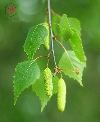 "Лист березы" вайнеры и каттеры