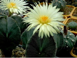 Astrophytum myriostigma v.strongylogonum (D=65-70 mm)