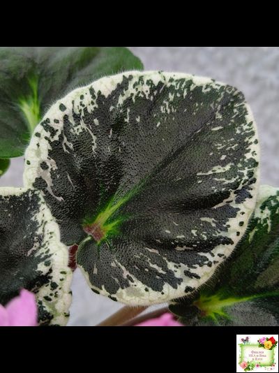 Р-Донна Роза Дальвадорес (В. Зуб) 2021 г.