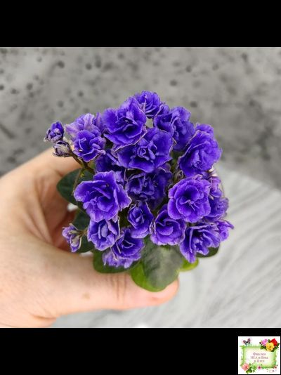 Blue Scoundrel micromini (P.Sorano/LLG) (Блю Ска́ндрел) микроминиатюра