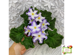 РМ-Франческа (Н. Скорнякова) 2019 г.