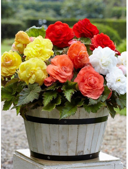 Бегония клубневая