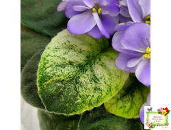 Rob's Wascally Wabbit (R. Robinson) (лист укоренённый)