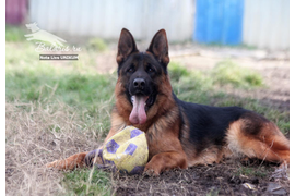 Нота Лайф Уникум