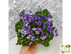 Biscayne Trail (S.Williams) трейлер