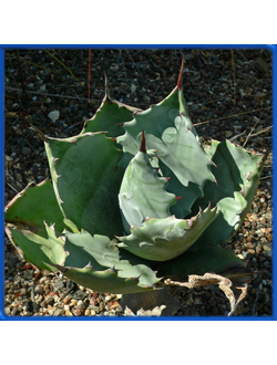 Agave colorata