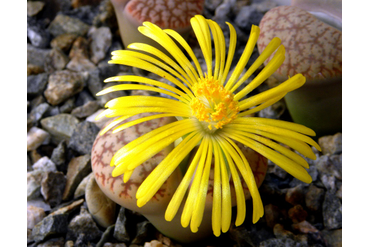 Lithops pseudotruncatella 
 