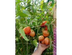 Томат Бычье сердце Ревьера