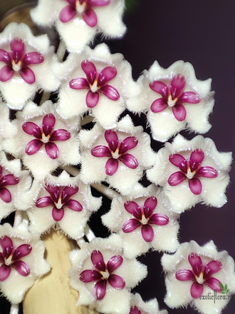 Hoya phuwuaensis (Sp. Phu Wa)