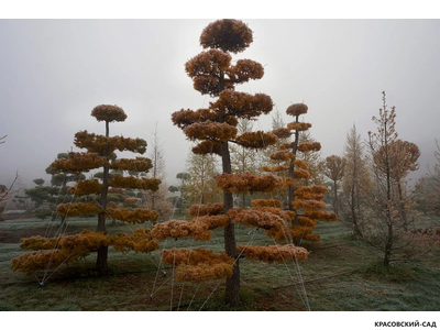 Ниваки - Бонсай садовый Лиственница европейская