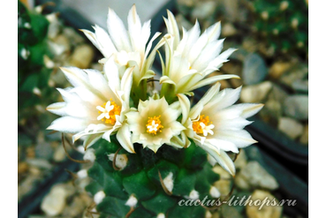 Turbinicarpus klinkerianus 'lilinkeuiduus'