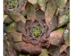 Sempervivum 'LILAC QUEEN'- розетка