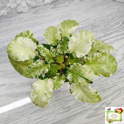 КНН-Крокус химерный спорт по листу