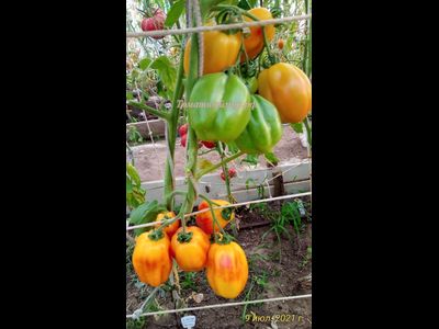 Томат Калифорнийский тюльпан (California tulip)