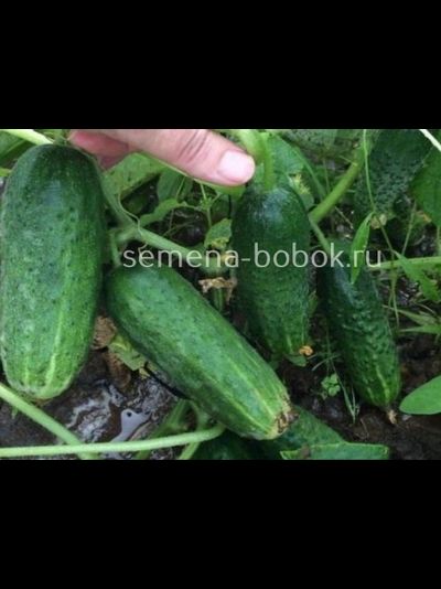 Огурец Отелло  F1 (5 шт)