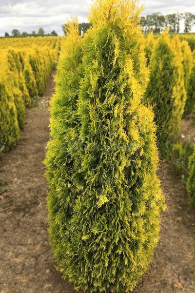 Туя западная Golden Smaragd