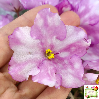 Rivermist Beguiling (J. Baker) (10971) 04/13/2018