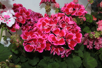 Raspberry Eyes - пеларгония зональная - описание сорта, фото - купить черенки в Перми и почтой