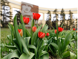 Волгоград "Весенний Волгоград + Сарепта"