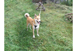 Алексеева Л Г "На страже"