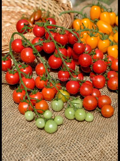 Томат-черри  Красная Вишня, 10 шт