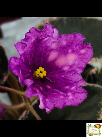 Nik-Кони в Яблоко  (Н. Булко) 2022 г. (пестролистный лонг)