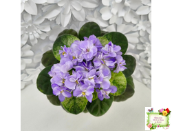 Rob's Wascally Wabbit (R. Robinson) (лист укоренённый)