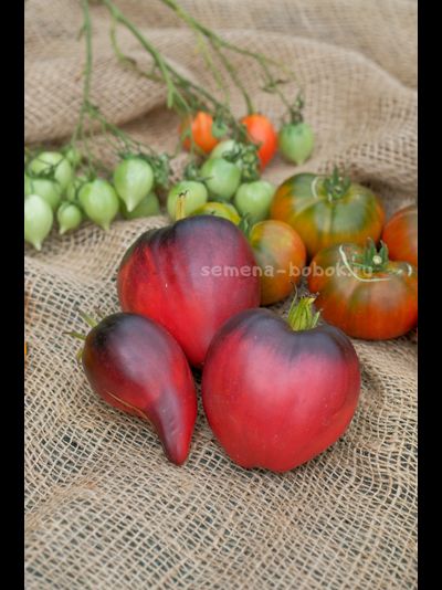 Томат Сержант Пеппер (Sgt. Peppers), 10 шт