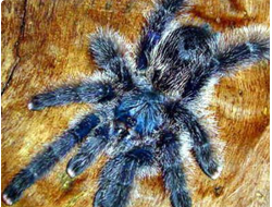 Avicularia metallica