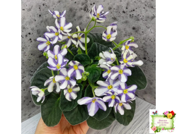 7 Белок (Калгины) химера (стартер сорт)