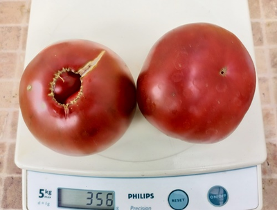 Томат Занавес Маргарет (Margaret Curtain, США)