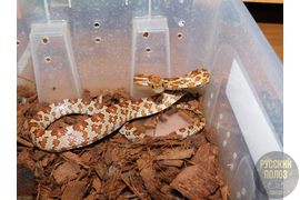 Полоз маисовый, Pantherophis guttatus